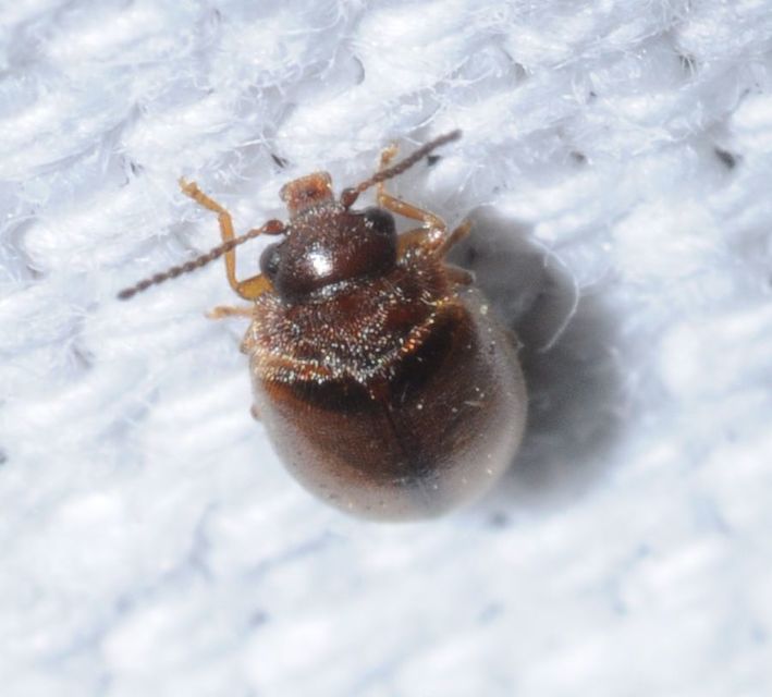 Scirtidae - rétbogárfélék