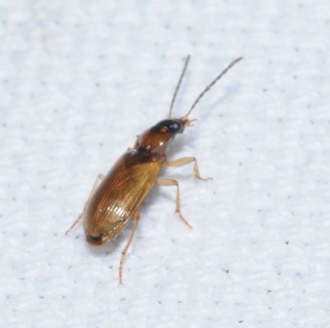 Anthracus consputus - nyerges kisdedfutó