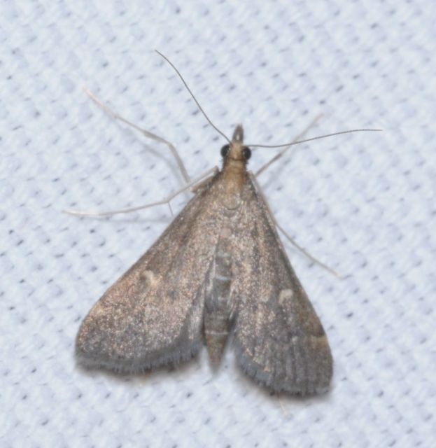 Dolicharthria punctalis - hosszúlábú tűzmoly