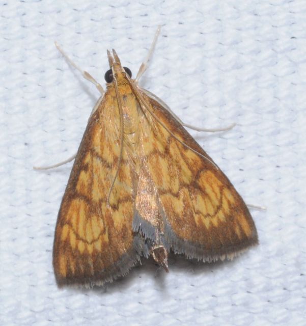 Ecpyrrhorrhoe rubiginalis - rozsdavörös tűzmoly