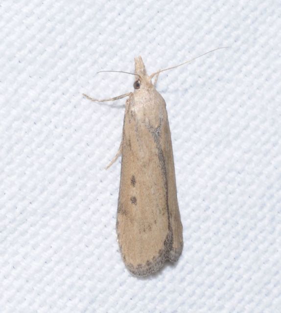 Lamoria