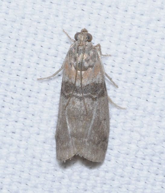 Sciota