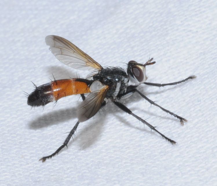 Cylindromyia