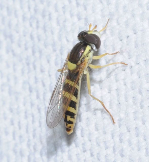 Sphaerophoria