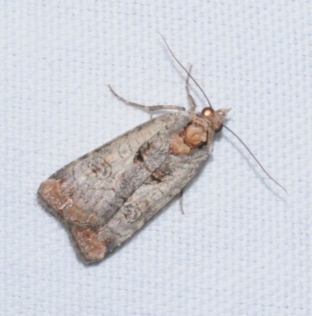 Epilecta linogrisea - karcsú sárgafűbagoly