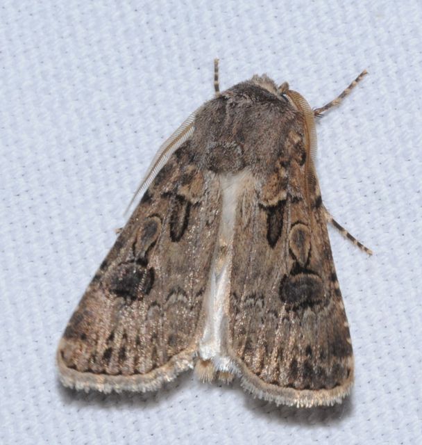 Agrotis bigramma - kétjegyű földibagoly