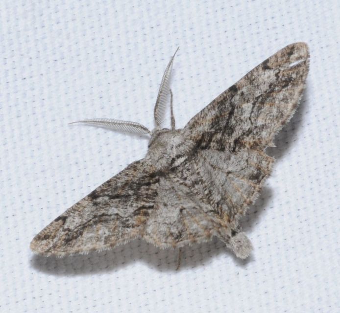 Synopsia sociaria - ürömaraszoló