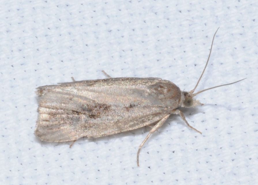 Athetis gluteosa - nyugtalan lápibagoly