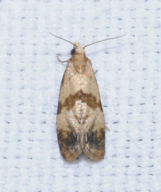 Phalonidia contractana - pipitér-fúrómoly