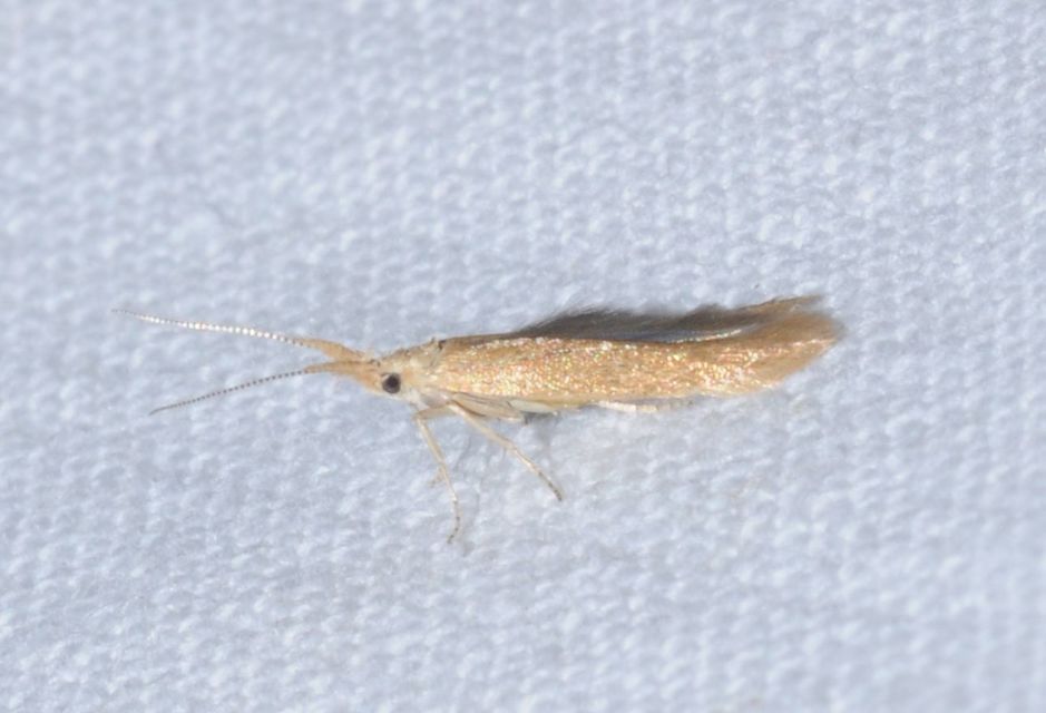 Coleophora