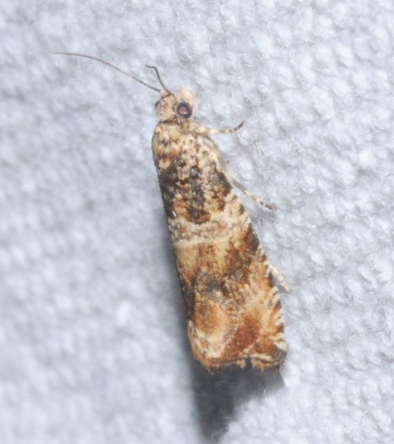 Celypha flavipalpana - öthorgú tükrösmoly