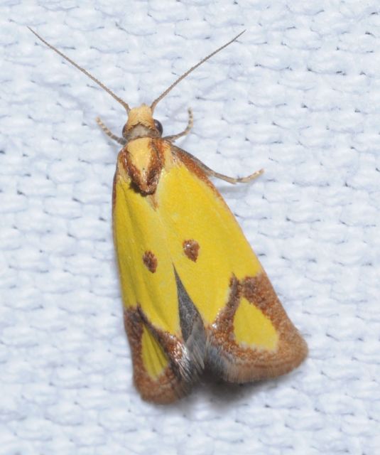 Agapeta zoegana - barnacsíkos sárgamoly