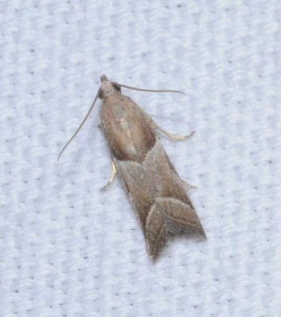 Nyctegretis lineana - agátszínű karcsúmoly