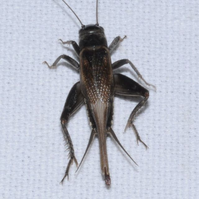Eumodicogryllus bordigalensis - bordói tücsök