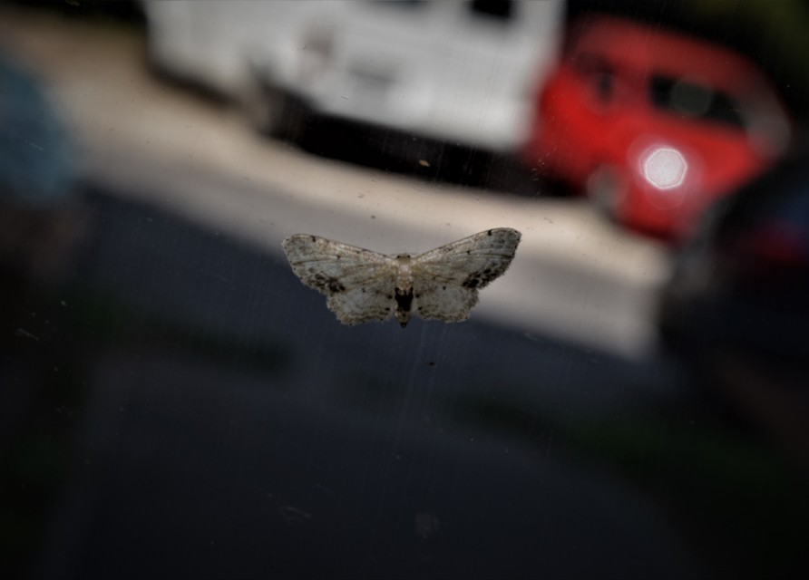 Idaea dimidiata - gyakori apróaraszoló