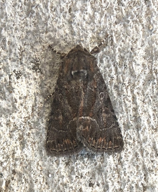 Thalpophila matura - fakó erdeibagoly