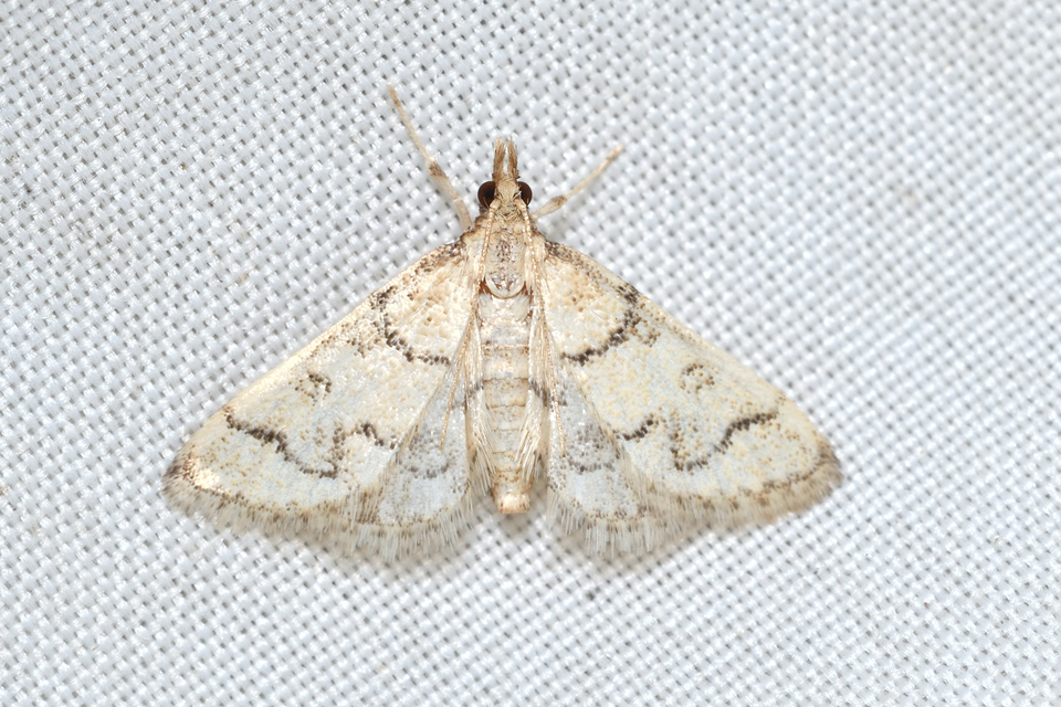 Metasia ophialis - kígyósávos tűzmoly