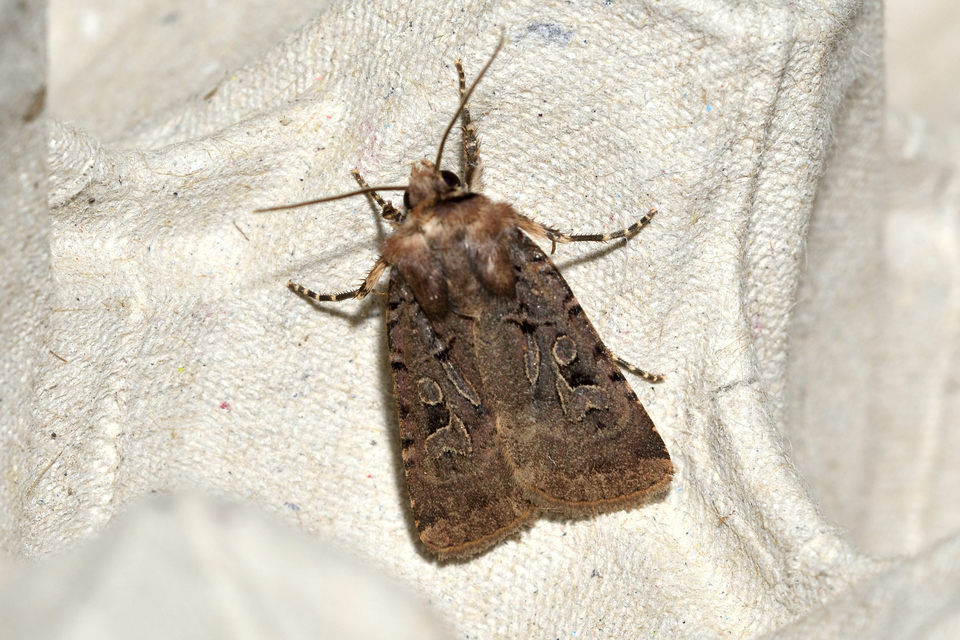 Chersotis rectangula - barna földibagoly