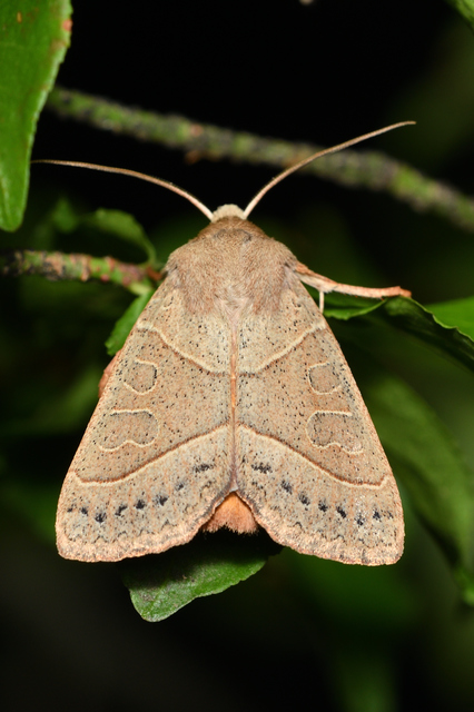 Mesogona acetosellae - madársóskabagoly