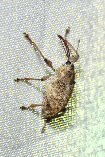 Curculio elephas - gesztenyezsuzsóka