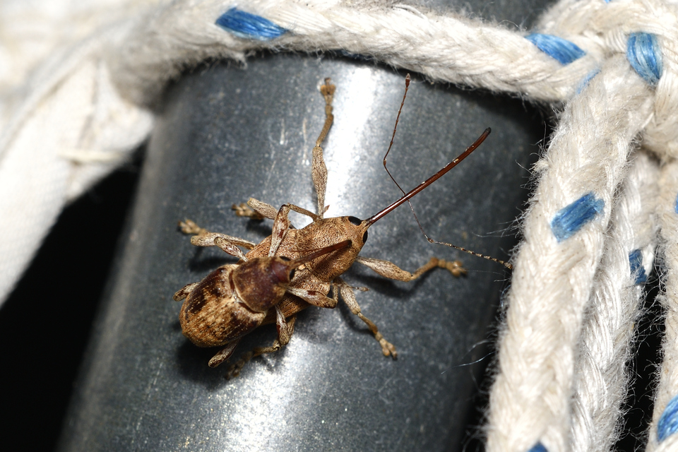 Curculio elephas - gesztenyezsuzsóka