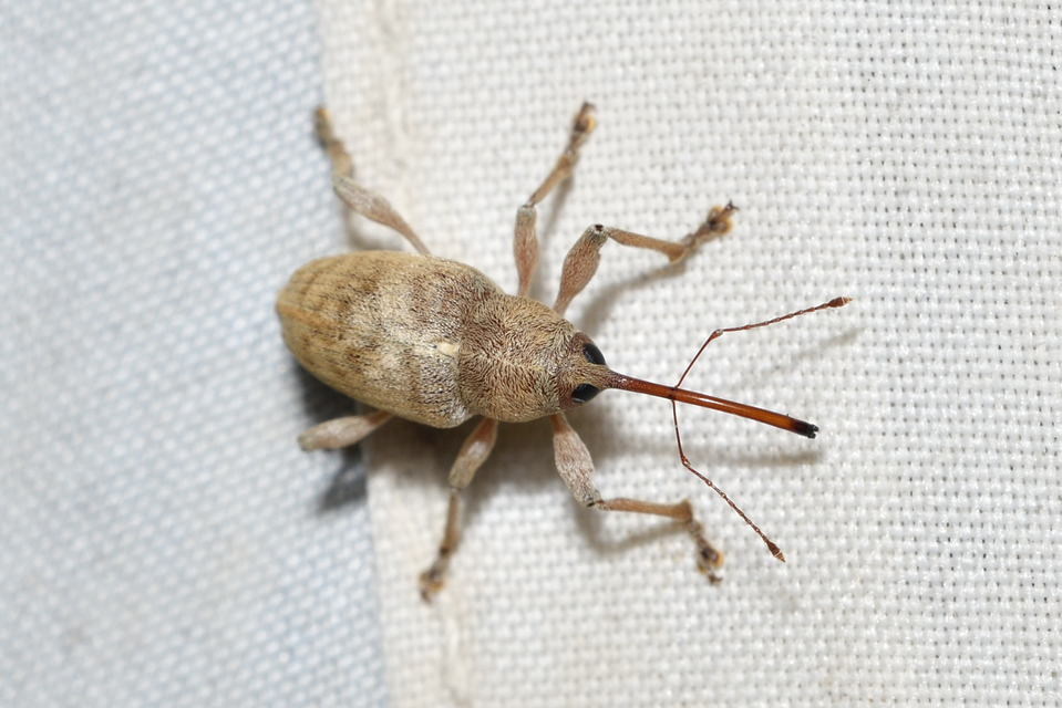 Curculio elephas - gesztenyezsuzsóka