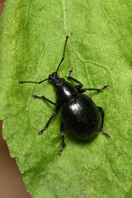 Otiorhynchus lirus - fényes gyalogormányos