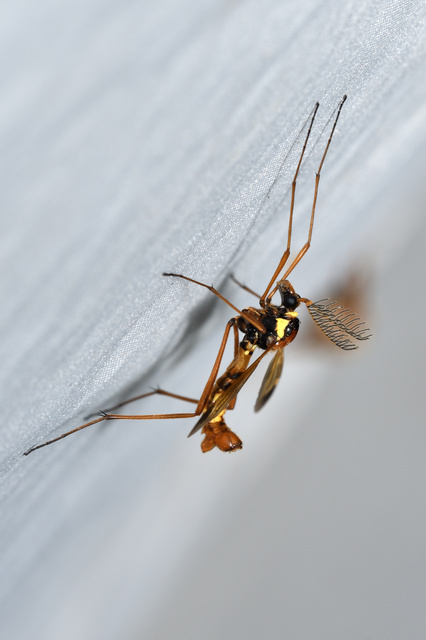 Ctenophora ornata - sárga fésűsszúnyog