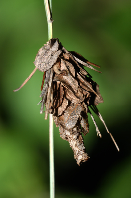 Canephora hirsuta - kormos zsákhordólepke