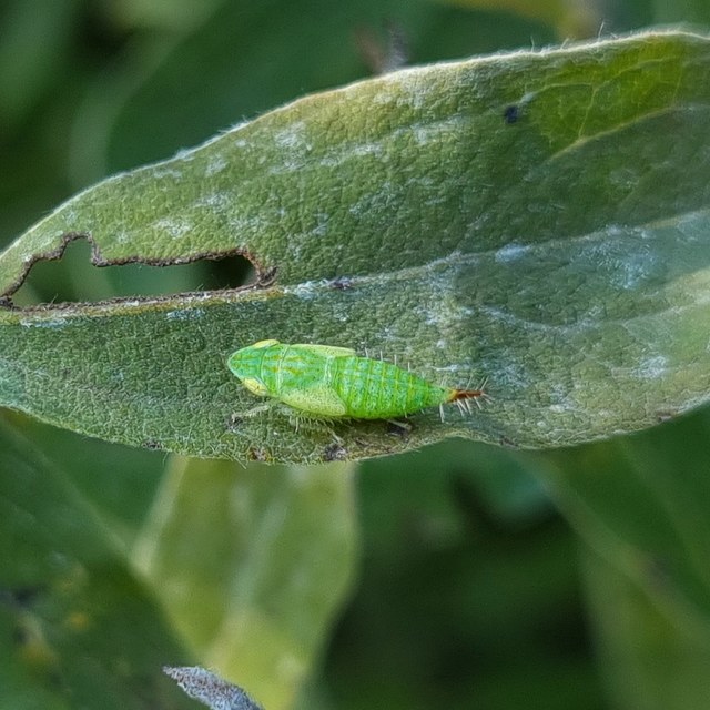 Fieberiella florii
