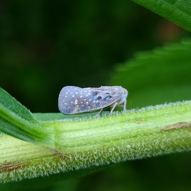 Metcalfa pruinosa - amerikai lepkekabóca