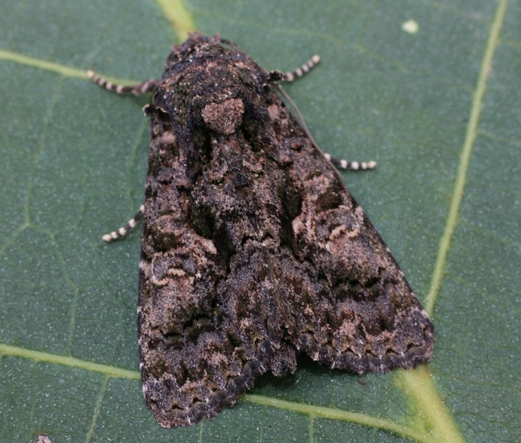 Anophia leucomelas - déli folyófűbagoly