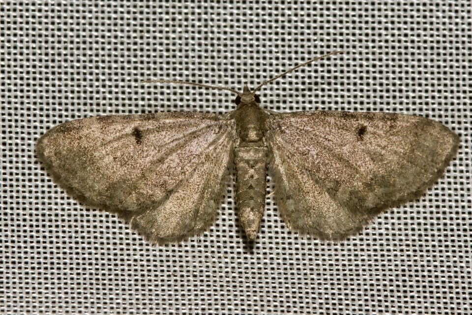 Eupithecia selinata - lápi törpearaszoló