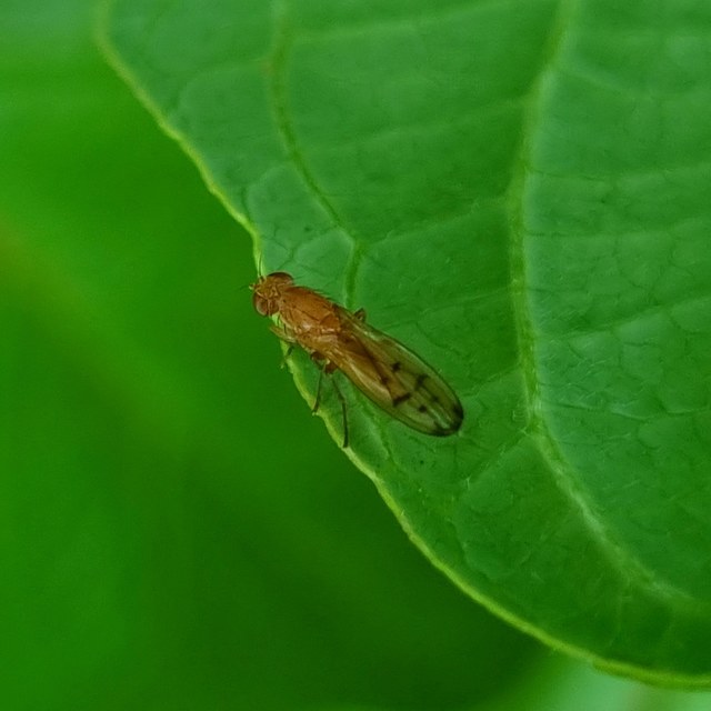 Opomyza florum