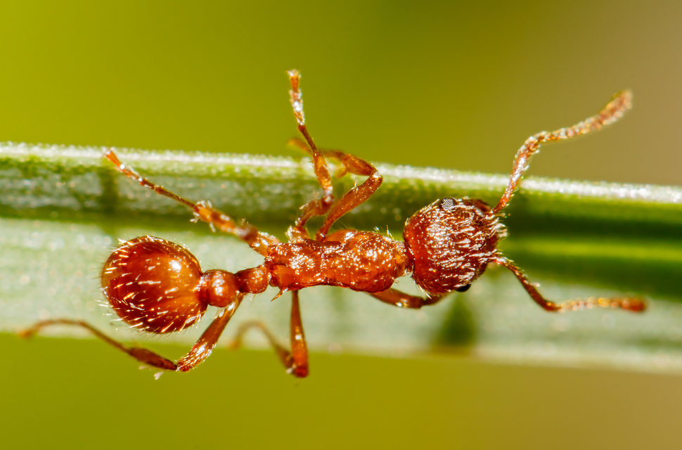 Myrmica rubra - közönséges bütyköshangya