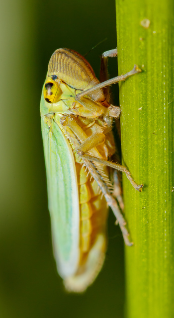 Cicadella viridis - méregzöld kabóca