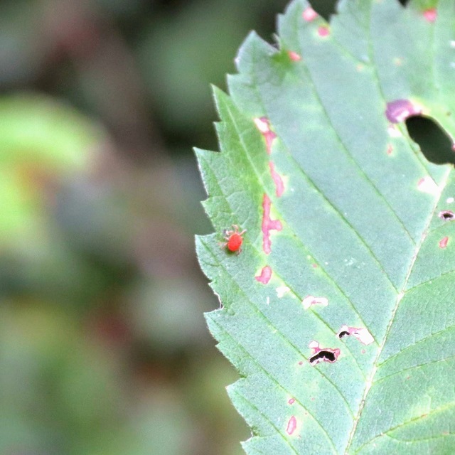 Trombidiidae