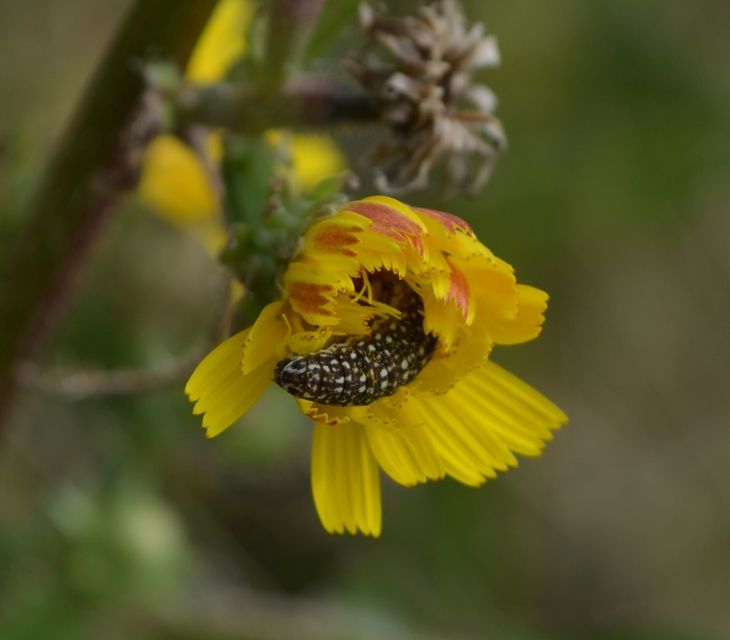 Schinia cardui - keserűgyökér-nappalibagoly