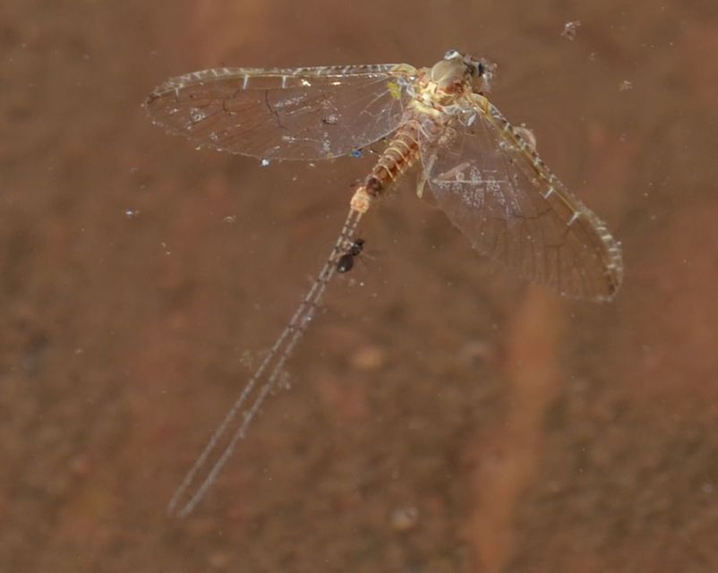 Cloeon dipterum - elevenszülő kérész