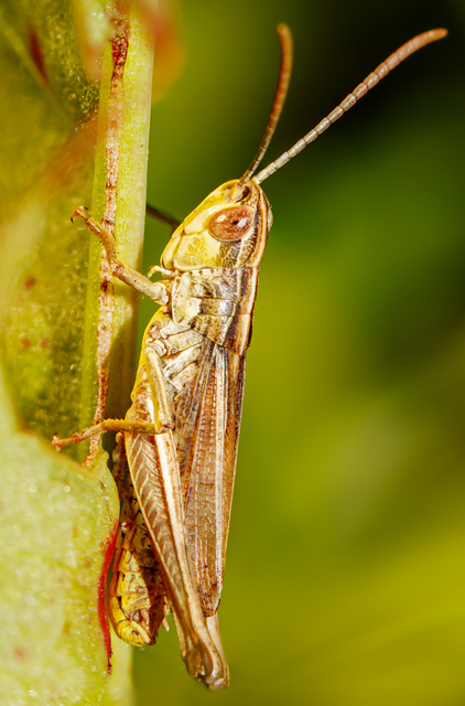 Pseudochorthippus parallelus - közönséges rétisáska