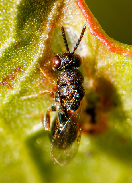 Eurytomidae - hengeres fémfürkészek