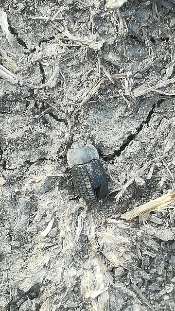Opatrum sabulosum - sároshátú gyászbogár