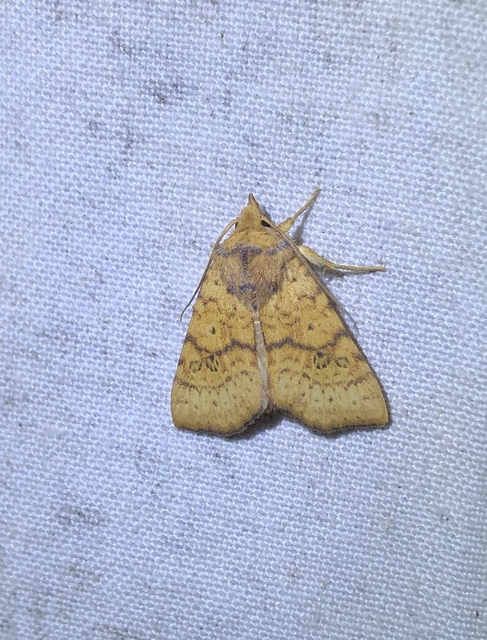 Tiliacea sulphurago - kénes sárgabagoly