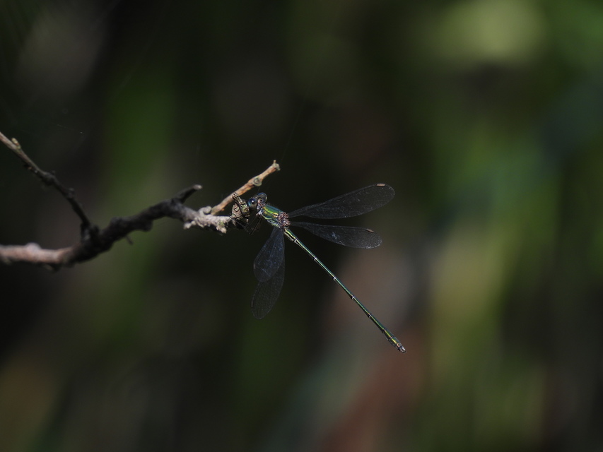 Chalcolestes viridis - nyugati zöld-rablószitakötő