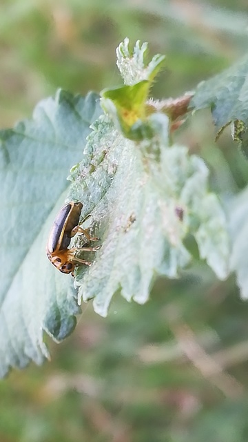 Xanthogalerucella luteola - szilfa-olajosbogár