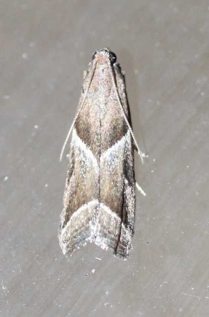 Nyctegretis lineana - agátszínű karcsúmoly
