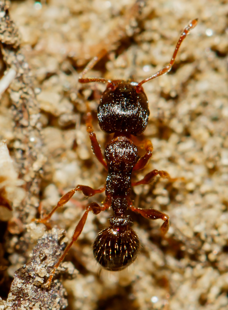 Tetramorium