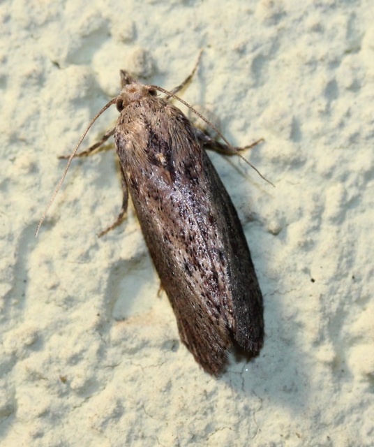 Galleria mellonella - nagy viaszmoly