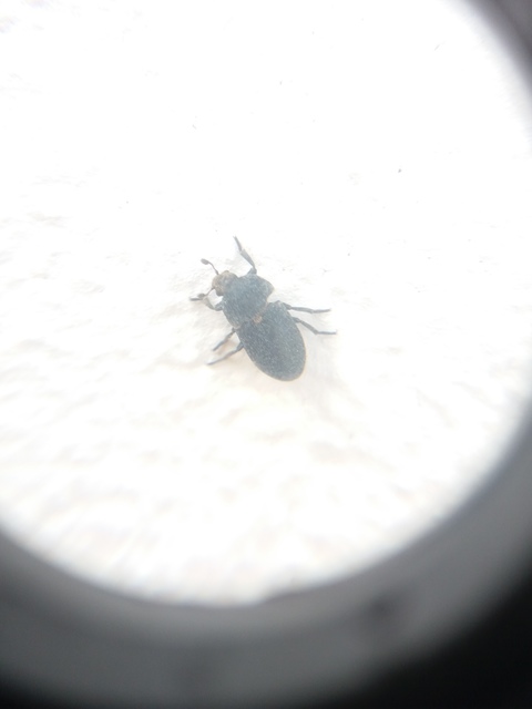 Dermestes laniarius - gyászos porva