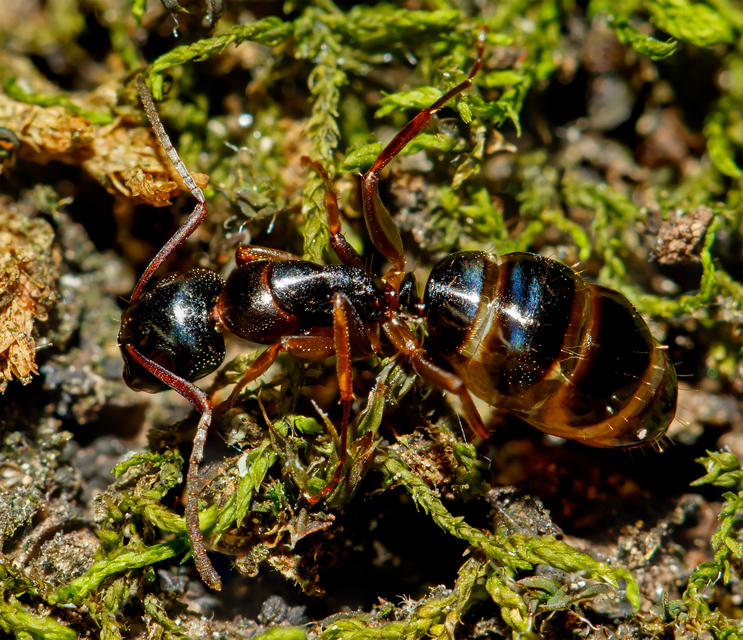Camponotus fallax - ligeti lóhangya